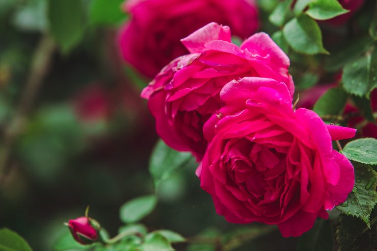 Red rose bushes close up. (Adobe Stock │ #322711510 - phpetrunina14)