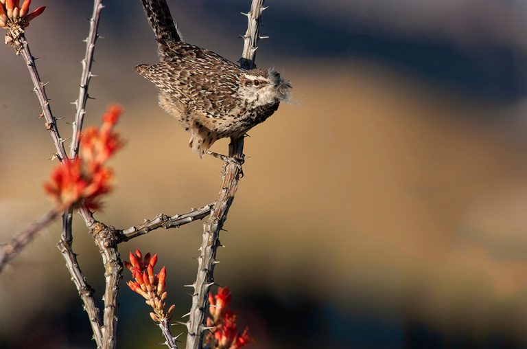 Cactus wren in Texas. (Adobe Stock │ #343250623 - Tom)