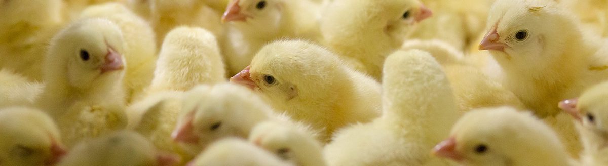 Yellow chicks in a basket. (Adobe Stock │ #348909774 - chayakorn)