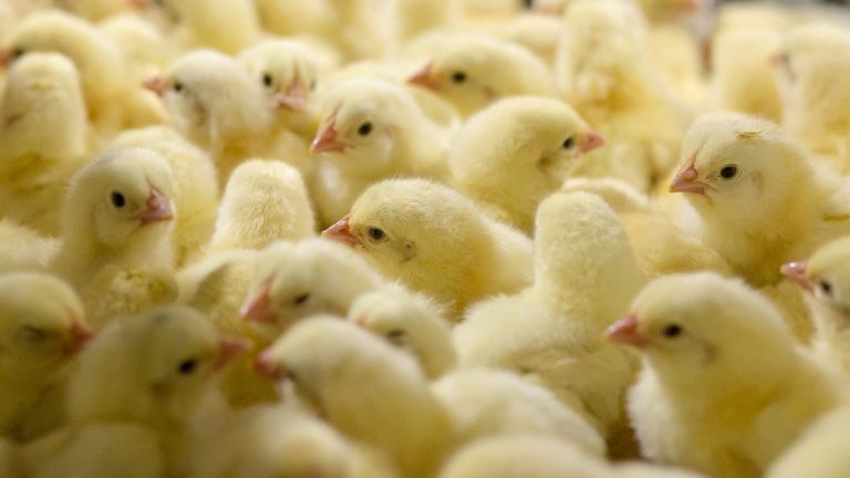 Yellow chicks in a basket. (Adobe Stock │ #348909774 - chayakorn)