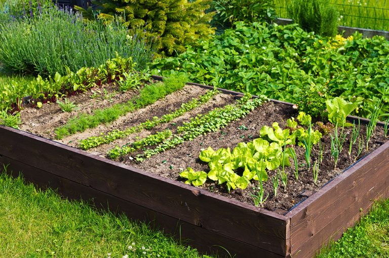 Vegetable box in the home garden. (Adobe Stock │ #359503128 - AHatmaker)