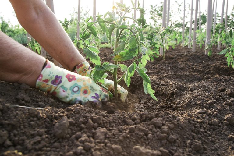 Farmer is transplanting tomato seedlings in the vegetable garden. (Adobe Stock │ #434505268 - triocean)