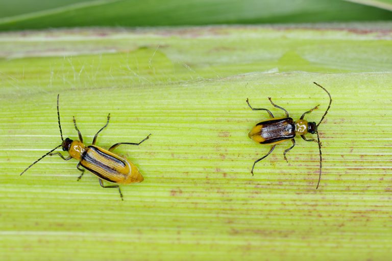 The Western corn rootworm Diabrotica virgifera virgifera is one of the most devastating corn rootworm species. (Adobe Stock │ #458018663 - Tomasz)