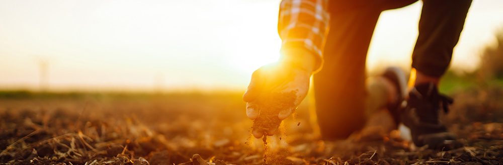 Hand of expert farmer collect soil and checking soil health. (Adobe Stock │ #479404040 - maxbelchenko)