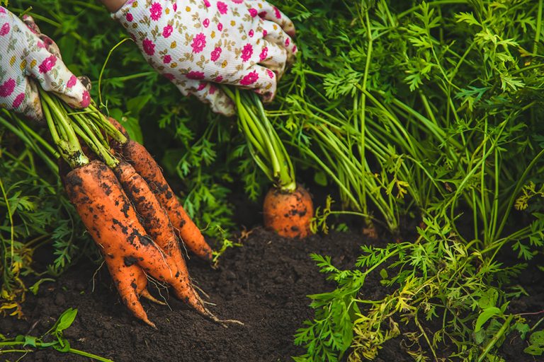 Farmer woman harvests carrots in the garden. (Adobe Stock │ #524560472 - Anna)