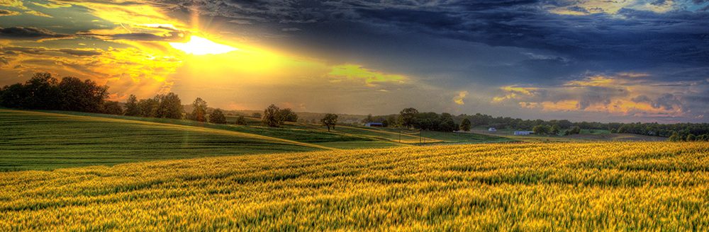 Evening sunshine in a wheat field. (Adobe Stock │ #527720764 - Larry)
