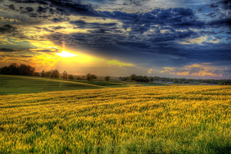 Evening sunshine in a wheat field. (Adobe Stock │ #527720764 - Larry)
