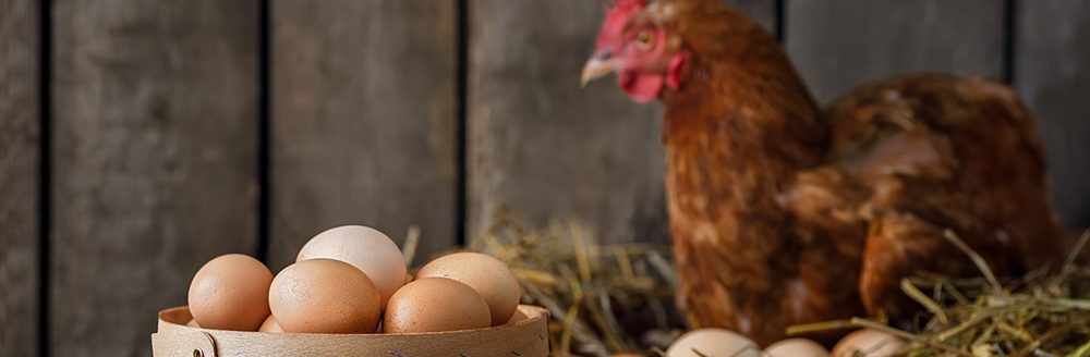 Basket full of fresh eggs with red laying hen in nest inside a wooden chicken coop on the background. (Adobe Stock │ #529849775 - alter_photo)