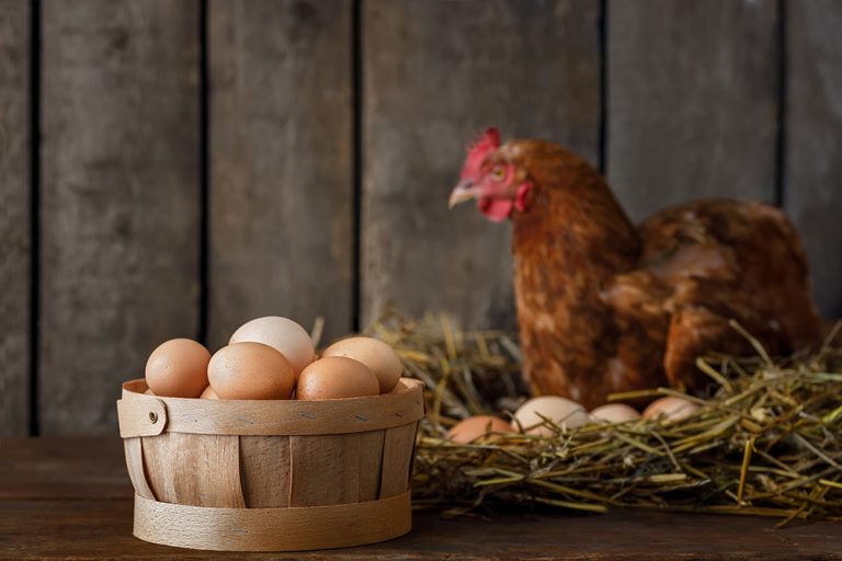 Basket full of fresh eggs with red laying hen in nest inside a wooden chicken coop on the background. (Adobe Stock │ #529849775 - alter_photo)