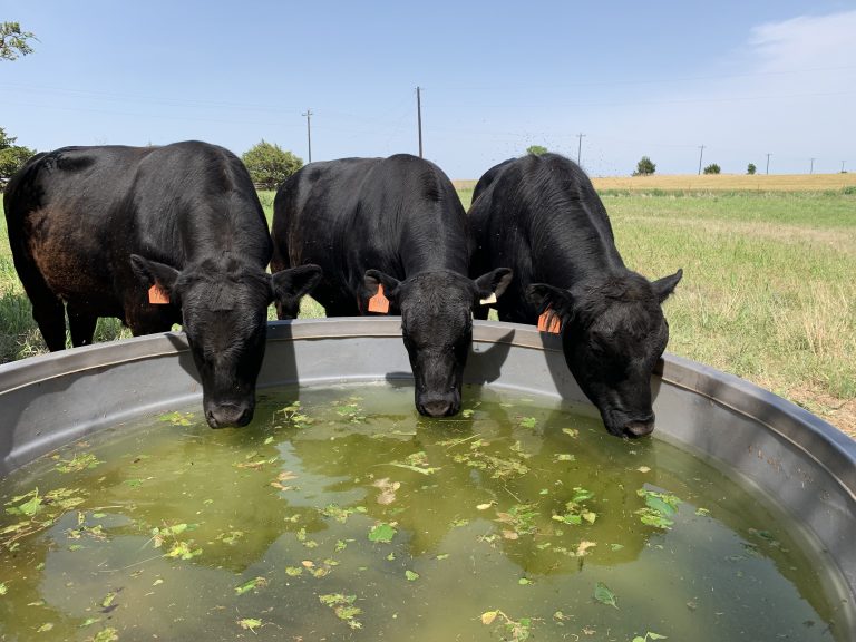 Cattle drinking. (Journal photo by Lacey Vilhauer.)