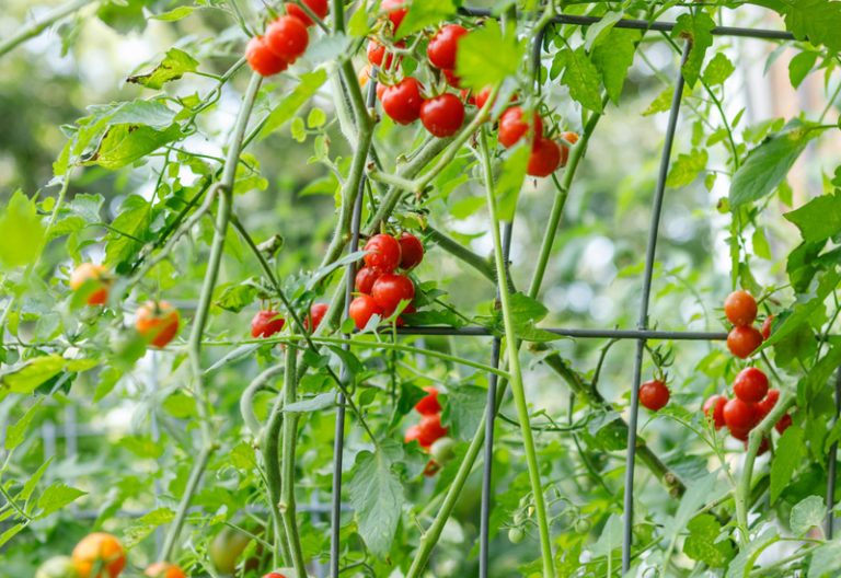 Fresh red organic vine ripened cherry tomatoes growing on an arched cattle panel trellis. (iStock │ #1384983524 - eurobanks)