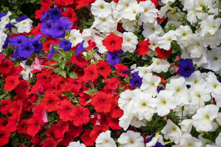 Flower carpet of three colors of petunias - red, blue, white. (iStock │ #1412834885 - my own photos)