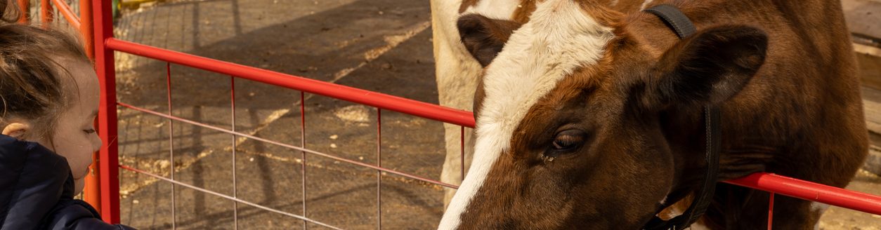 Little girl feeding a cow. (iStock │ #1463293335 - Aziz Shamuratov)