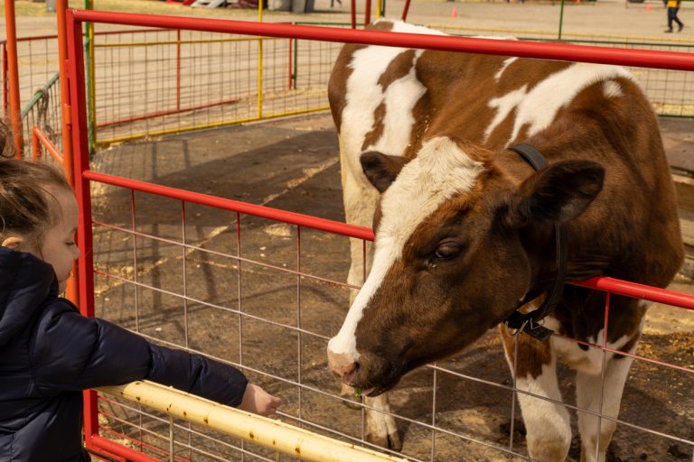 Little girl feeding a cow. (iStock │ #1463293335 - Aziz Shamuratov)