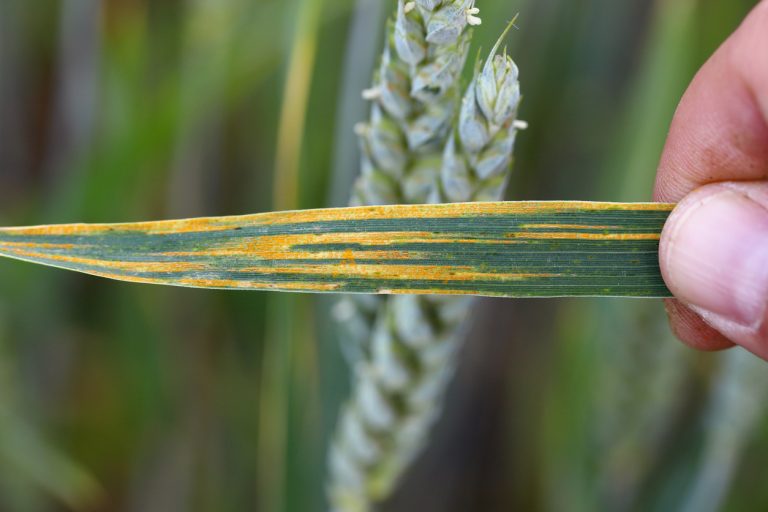 Yellow or stripe rust, Puccinia striiformis var striiformis, a severe infection on a wheat crop. (iStock │ #1927104960 - Tomasz Klejdysz)