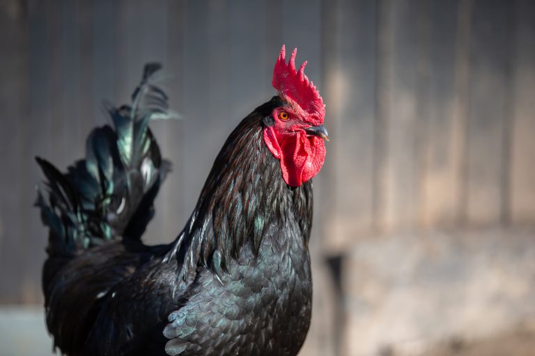 Close-up of a black rooster with a red comb and shiny feathers. (iStock │ #2204508119 - Sviatlana Lazarenka)