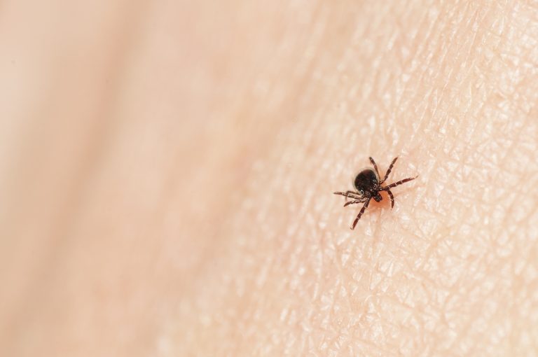 Closeup of a blacklegged tick on a skin surface. (iStock │ #527552090 - RobertAx)