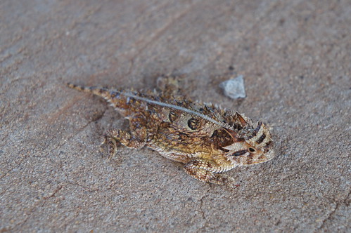 Emma: sidewalk surprise