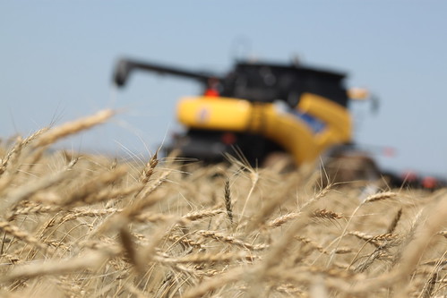 The wheat is dry, but the ground is just too wet.