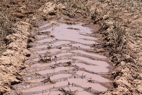 Water in the tracks. It's a nice sight in this drought!