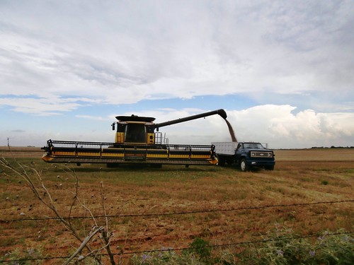 Unloading some seed wheat