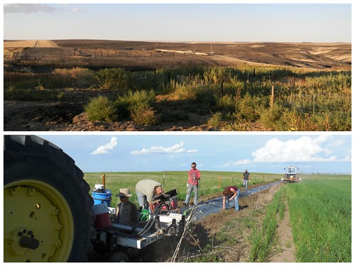 Flashback to fire and new trees being plant