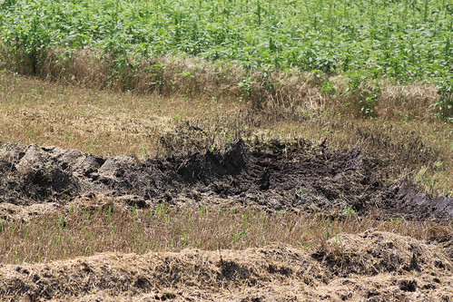 Standing water in the fields.