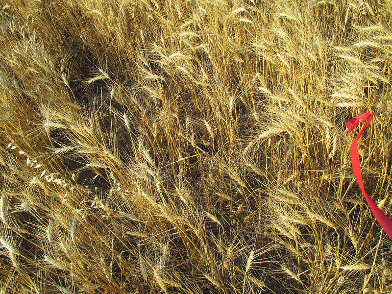 JB Flagged wheat due to frost damage