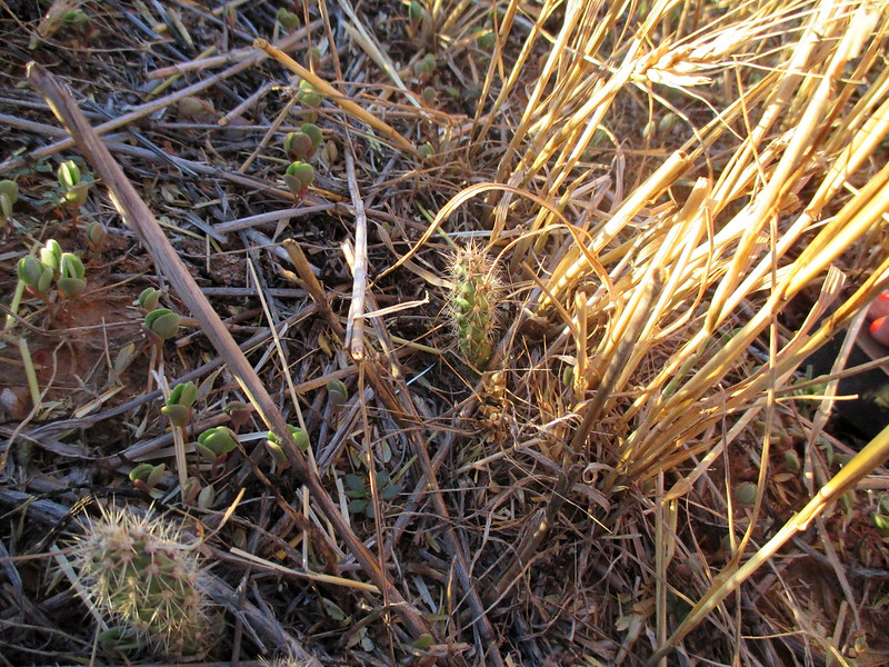 Cactus growing in a field one possible result of no till in TX JB