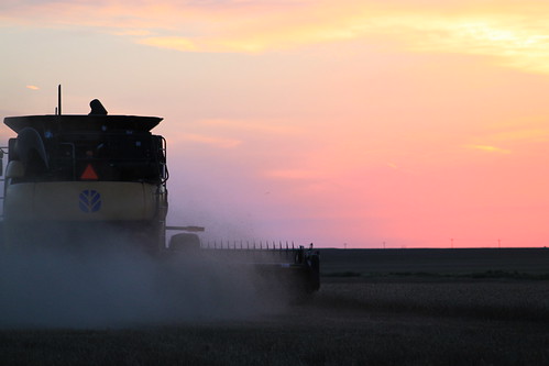 Harvest with some wind turbines in the back.