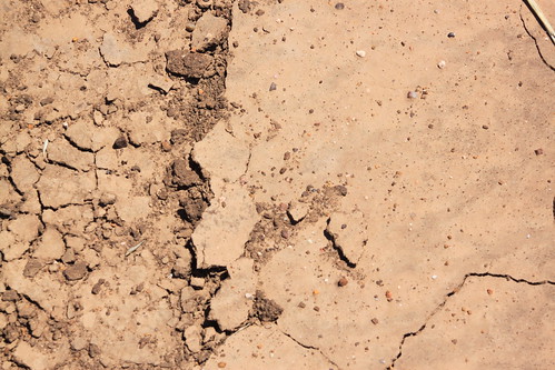 You'd never know we have gotten 2 inches of rain recently by the looks of the ground.