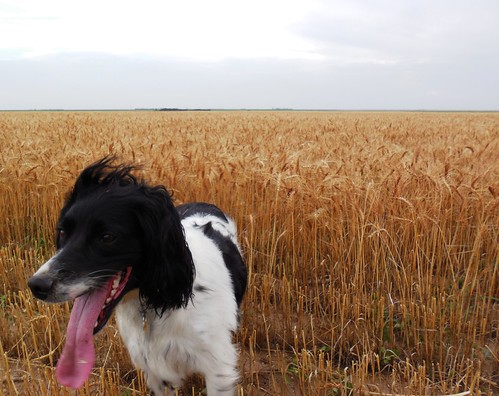 Augie enjoying the wheat