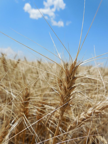 Wheat bouncing in the wind
