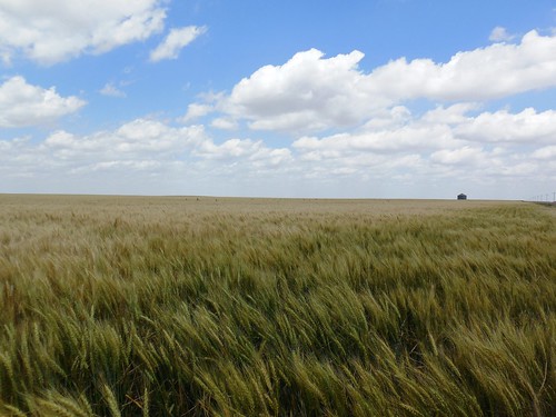 Green wheat near Chappell, NE on 7/4