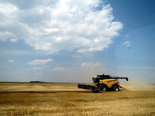 Z Crew: the yellow beast