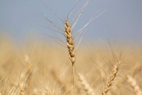 My favorite crop to photograph.