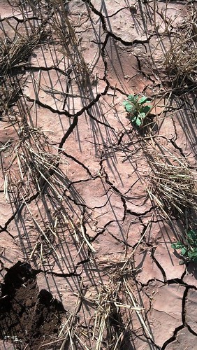 Cracked ground