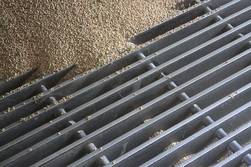 Trickling down into the grain leg.