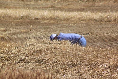 Dad checking if the combine is throwing over.