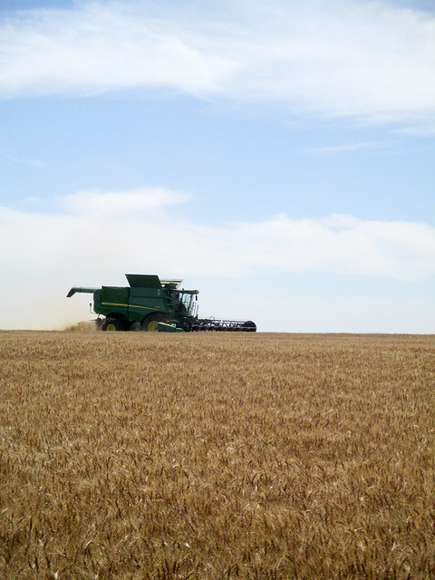 For once conditions are perfect for harvesting