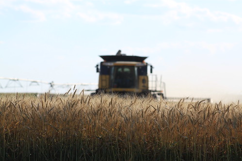 Irrigation is a funny thing, but it sure makes for some beautiful wheat.