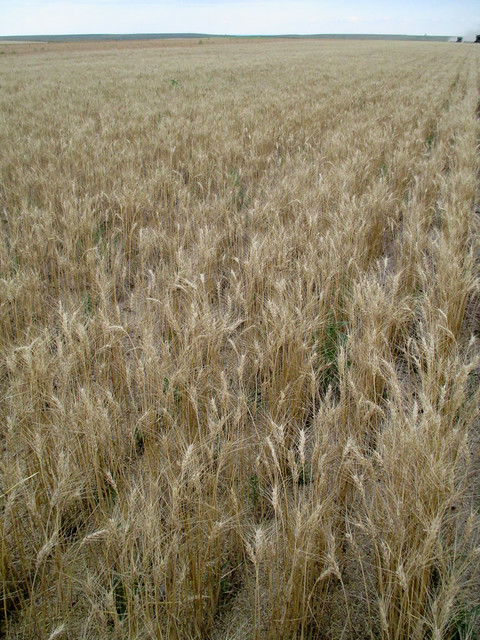 this wheat is matters of the hail