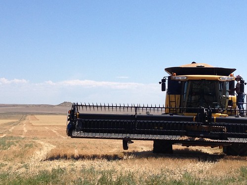 Z Crew: Yellow beast