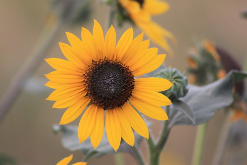 I am a big fan of the wildflowers around here.
