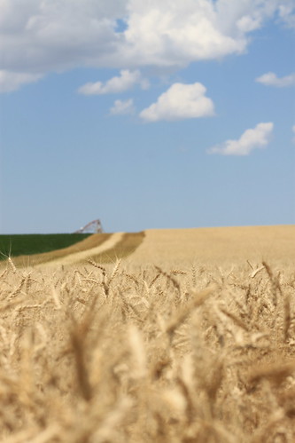 Some windrow action in the back there.
