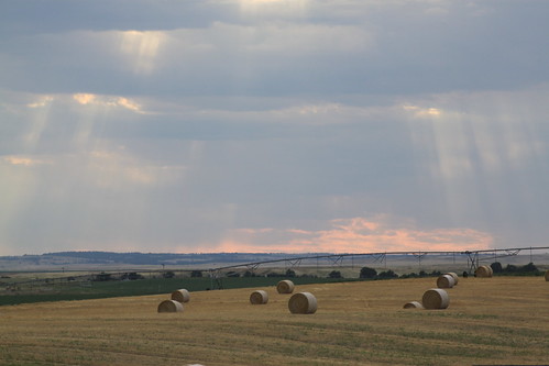 Harvest nights are the best nights.