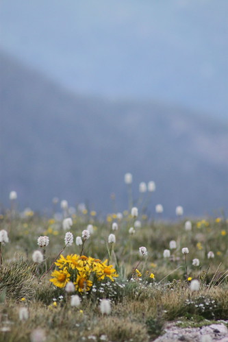 Wildflowers :)