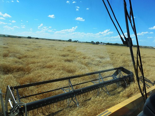 Header full of wheat