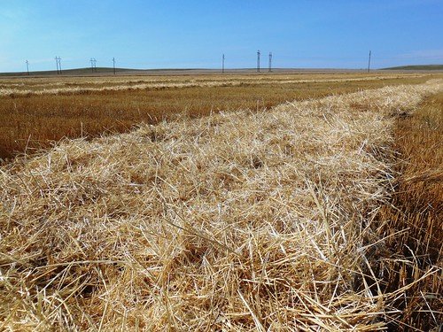 Endless straw in windrows