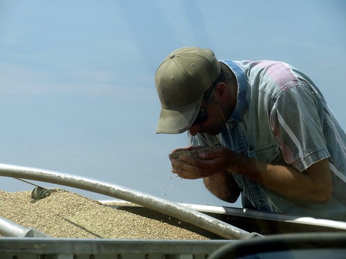 Z Crew: studying the grain